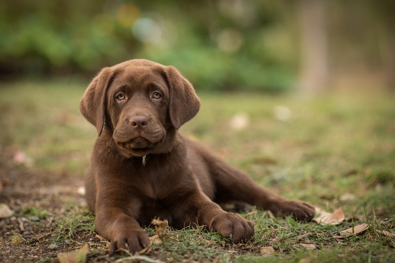 Choco labrador for sale online