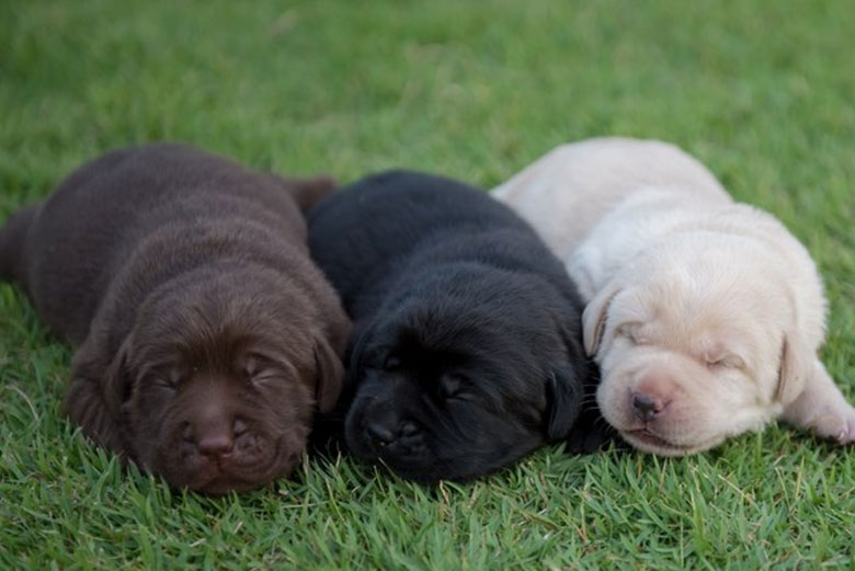 Lab-Puppies-For-Sale-San-Jose-CA