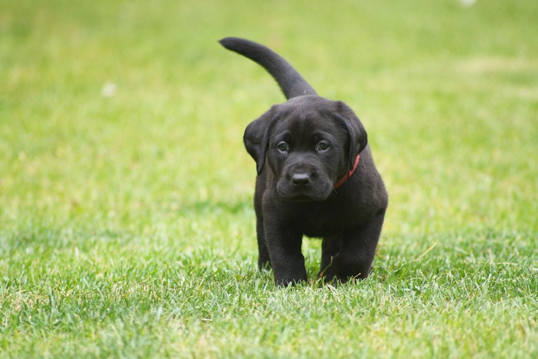 Lab-Puppy-Breeders-Carson-City-NV