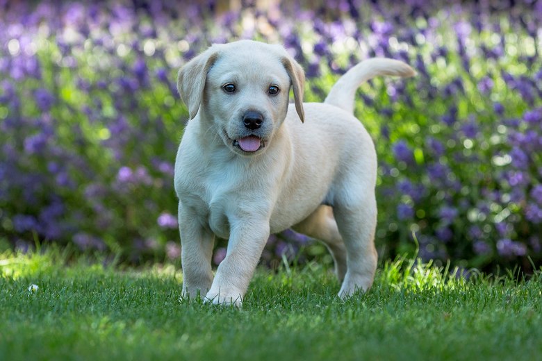 Lab-Puppy-For-Sale-Las-Vegas-NV