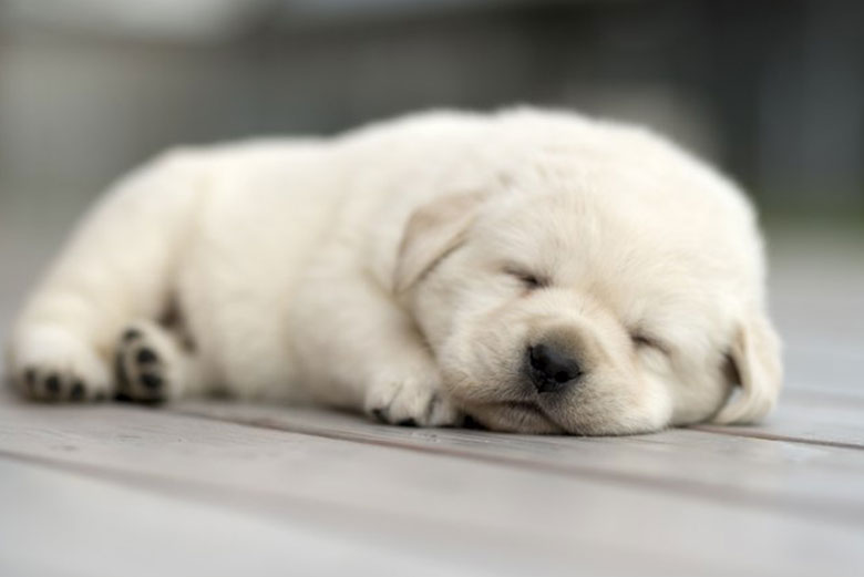 Lab-Puppy-For-Sale-Oakland-CA