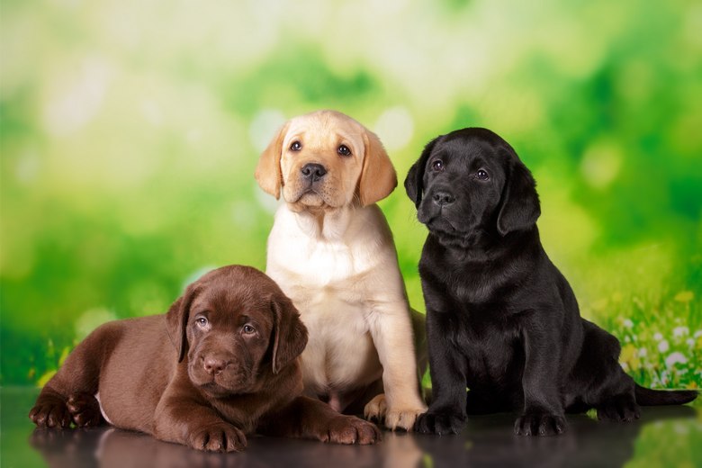Labrador-Breeder-Las-Vegas-NV