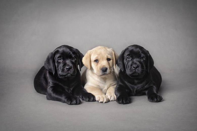 Labrador-Breeder-Reno-NV
