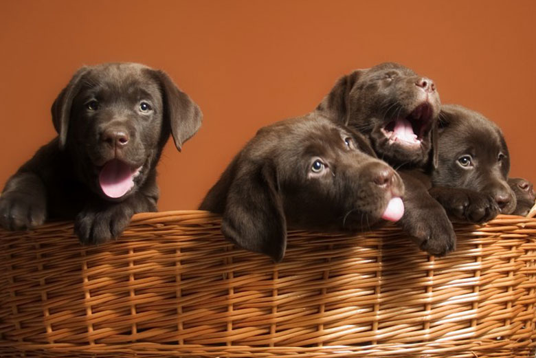 Labrador-Puppies-For-Sale-Reno-NV