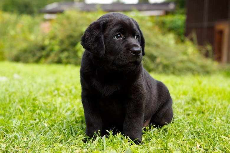 Labradors-Near-Me-Tahoe-NV