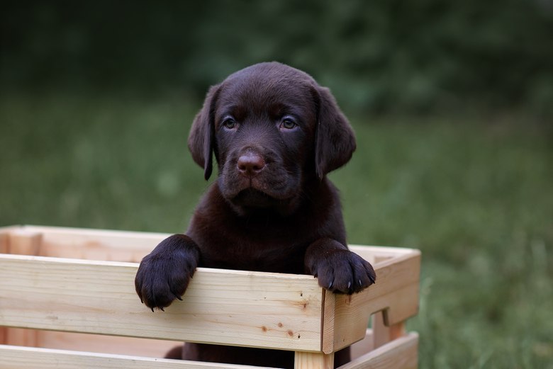 Labrador kennels near me clearance