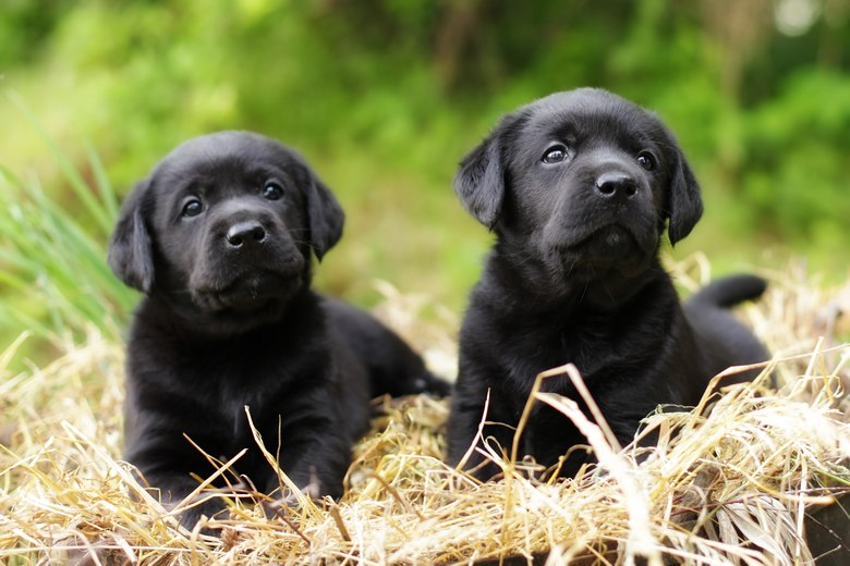 Labs-For-Sale-Sparks-NV