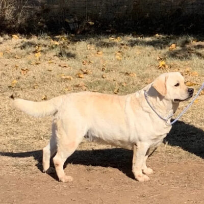 Mac, golden Lab